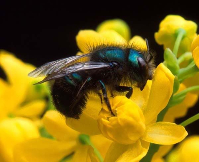 Meet Osmia lignaria, the creature commonly known as the Mason Bee or the Blue Orchard Bee.