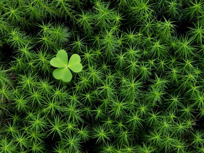 The lone shamrock in a field of prickles.