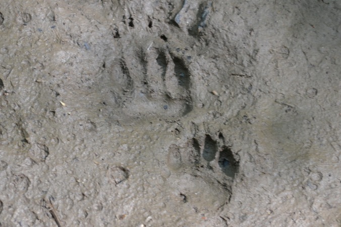 Prints of a badger's front paw and back paw in some good English mud.